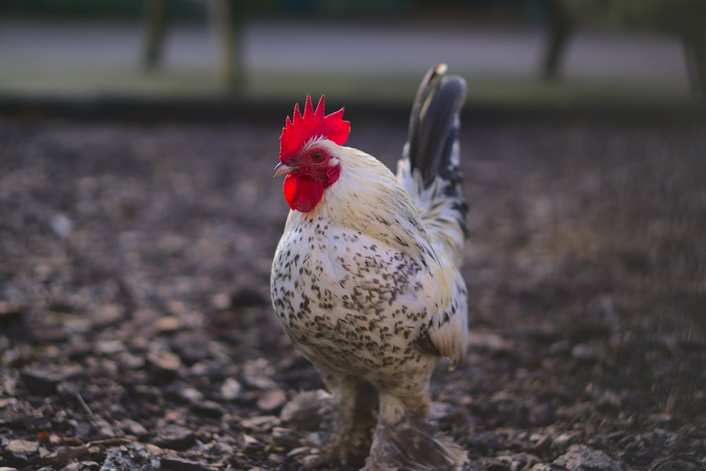 white and brown rooster on ground