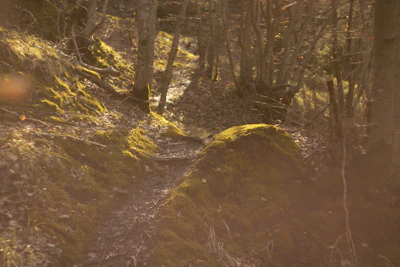 A scenic view of a forest trail winding through tall trees in early morning light.