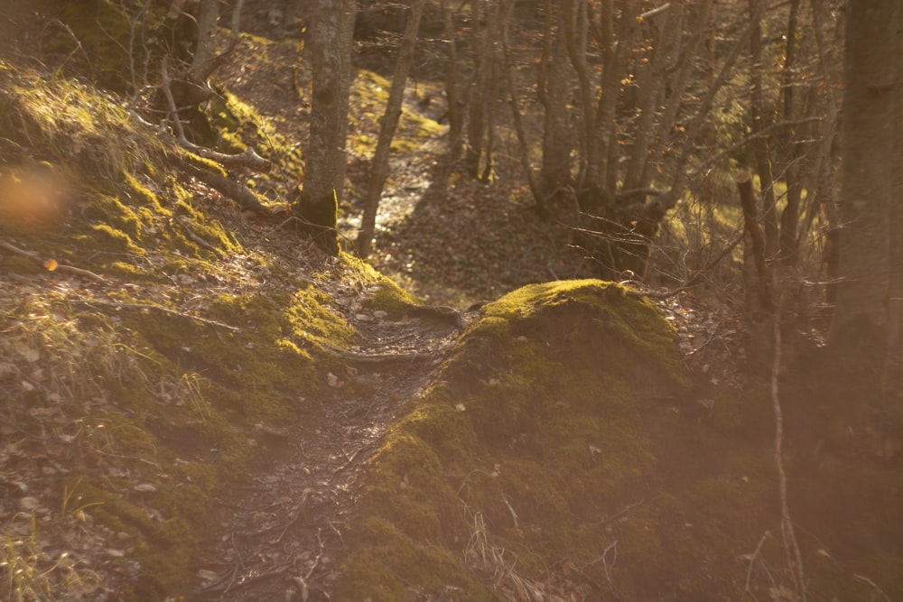 brown tree trunk on brown dirt ground