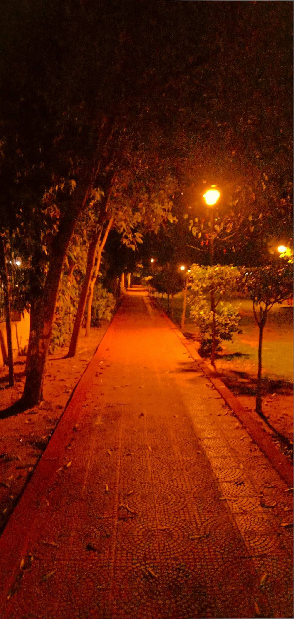 empty road with trees on sides during night time