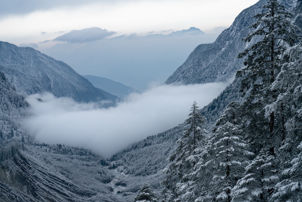 snow covered mountains and trees