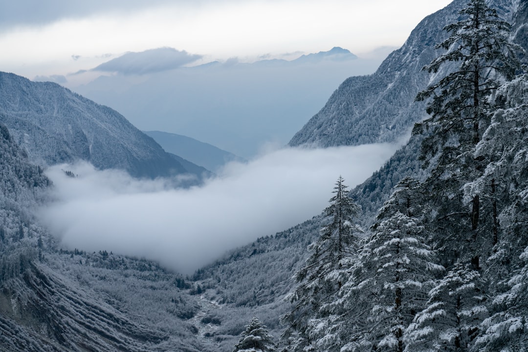 snow covered mountains and trees