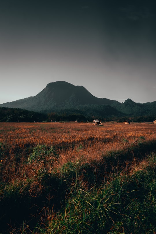 green grass field near mountain during daytime in Singkawang Indonesia