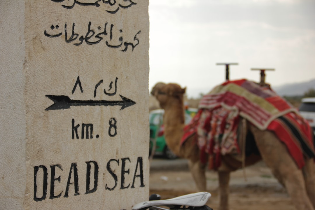 brown camel beside brown wooden board, Camel near the Dead Sea