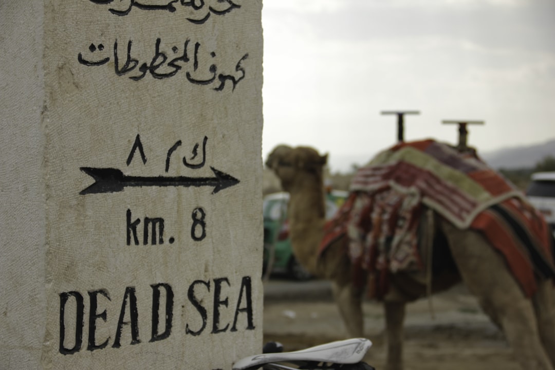 brown camel beside brown wooden board, Camel near the Dead Sea