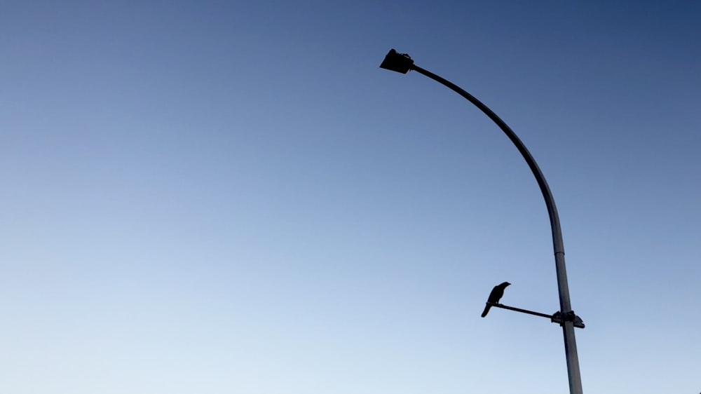 silhouette of bird on black steel light post during daytime