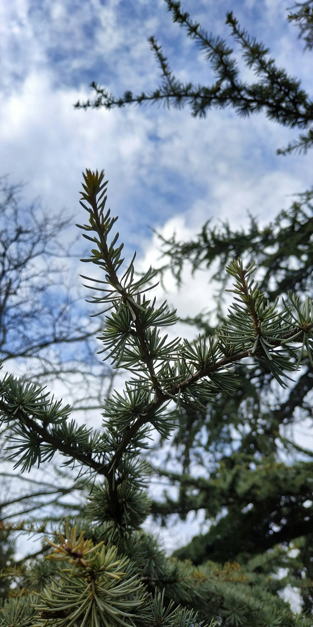 green pine tree under blue sky during daytime