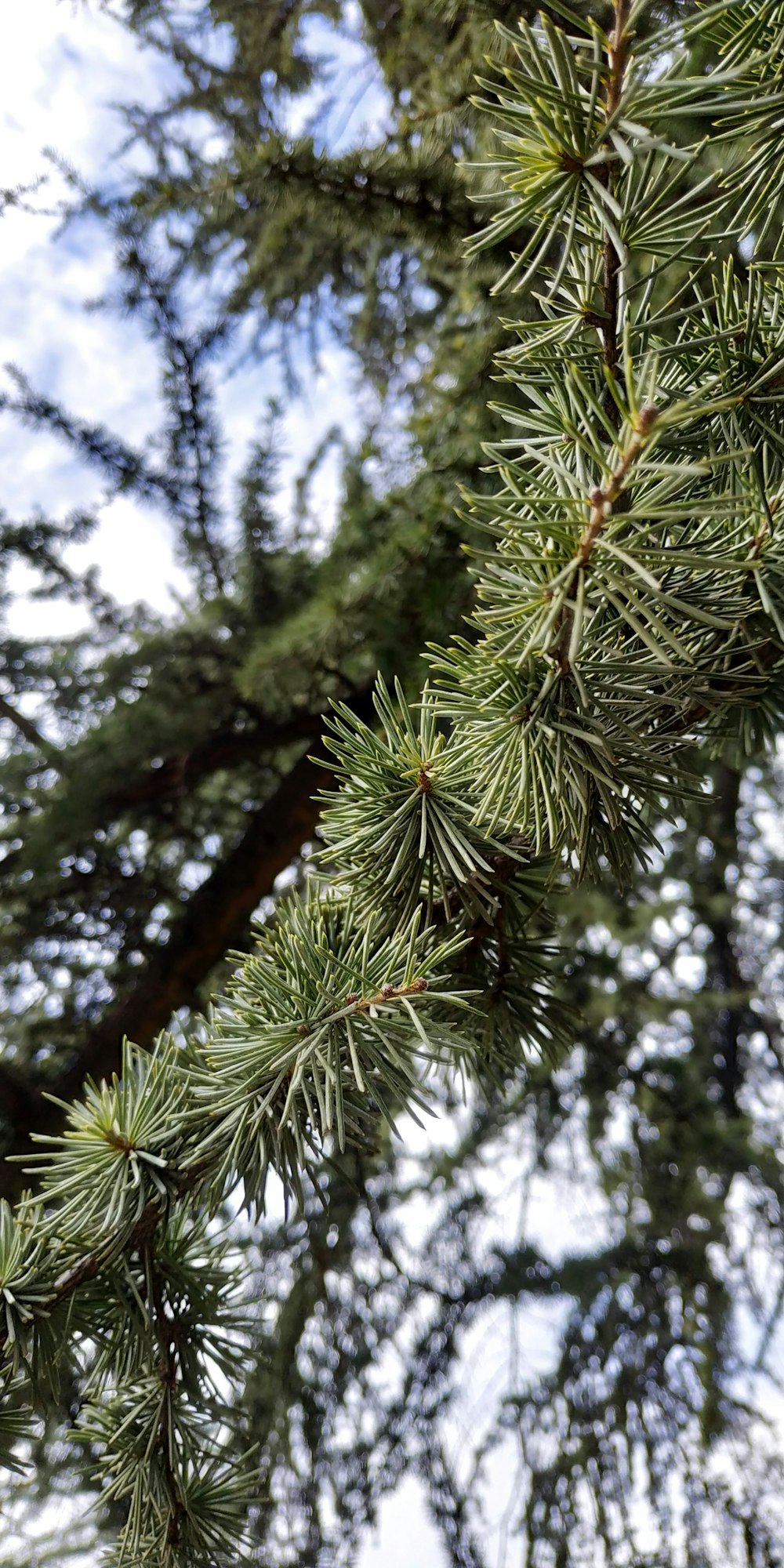 green pine tree with snow