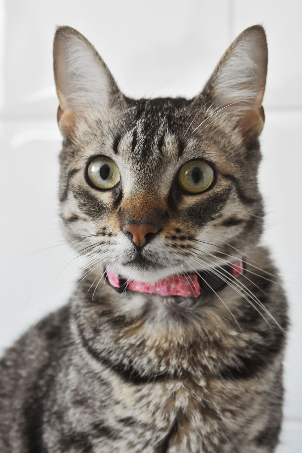brown tabby cat with red and white collar