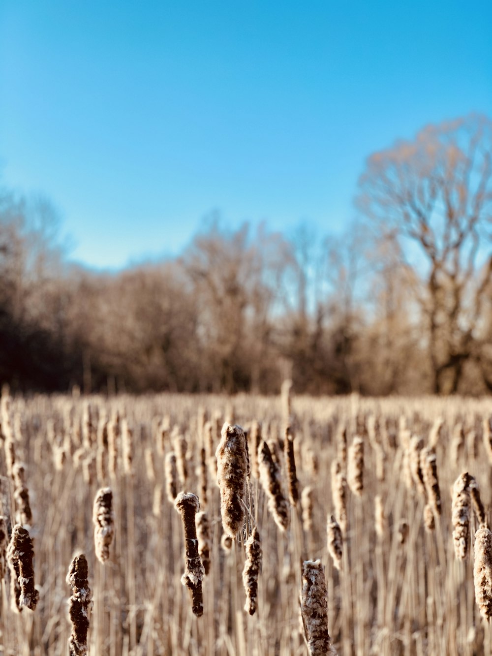 brown grass field during daytime