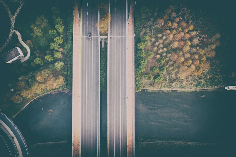 aerial view of green trees and road