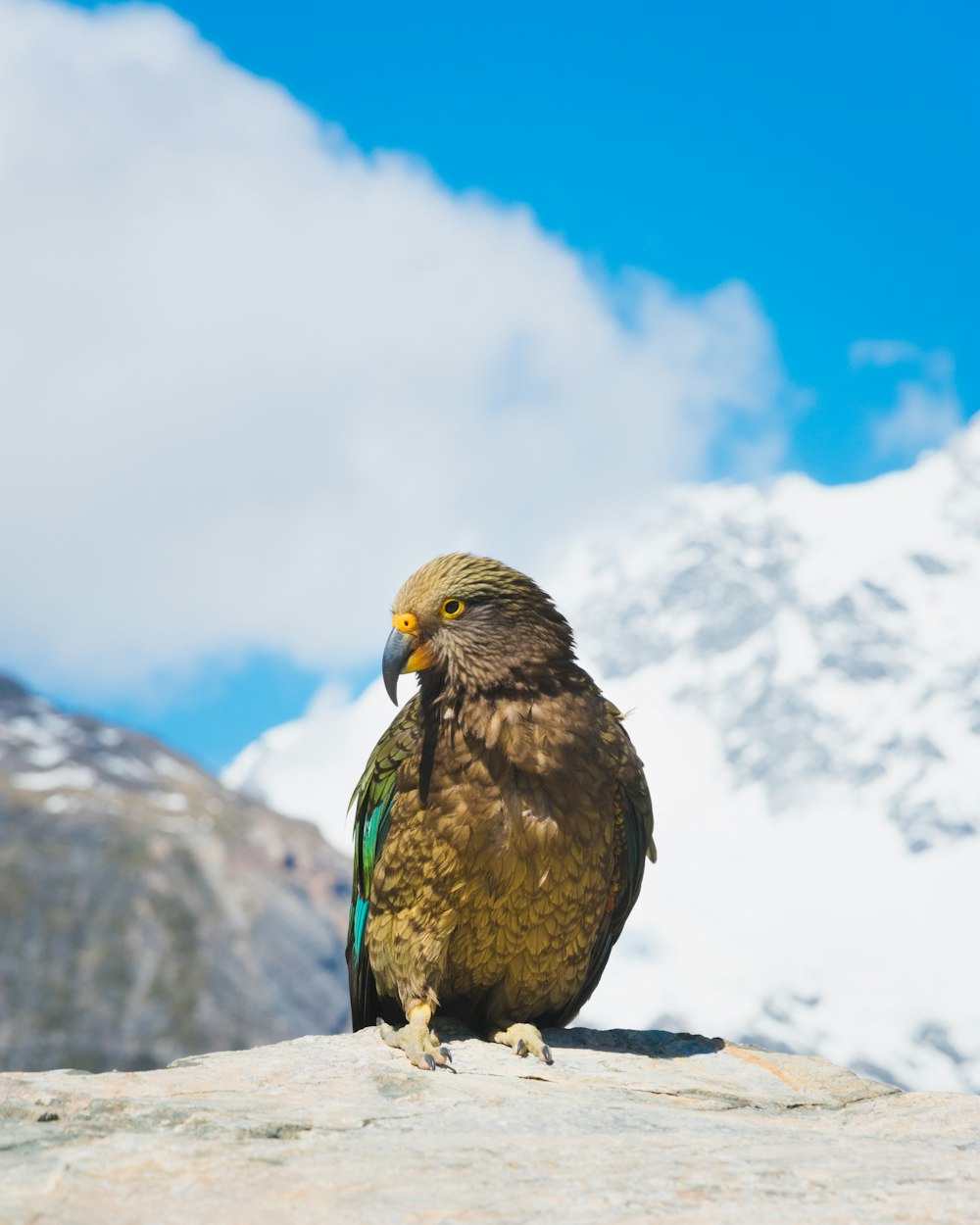 Uccello marrone e verde su roccia grigia durante il giorno