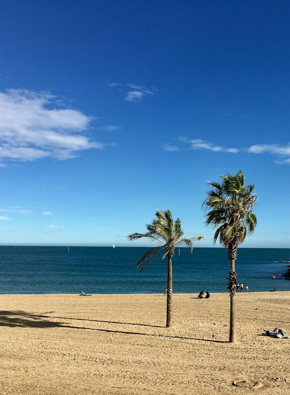 palm tree on beach shore during daytime