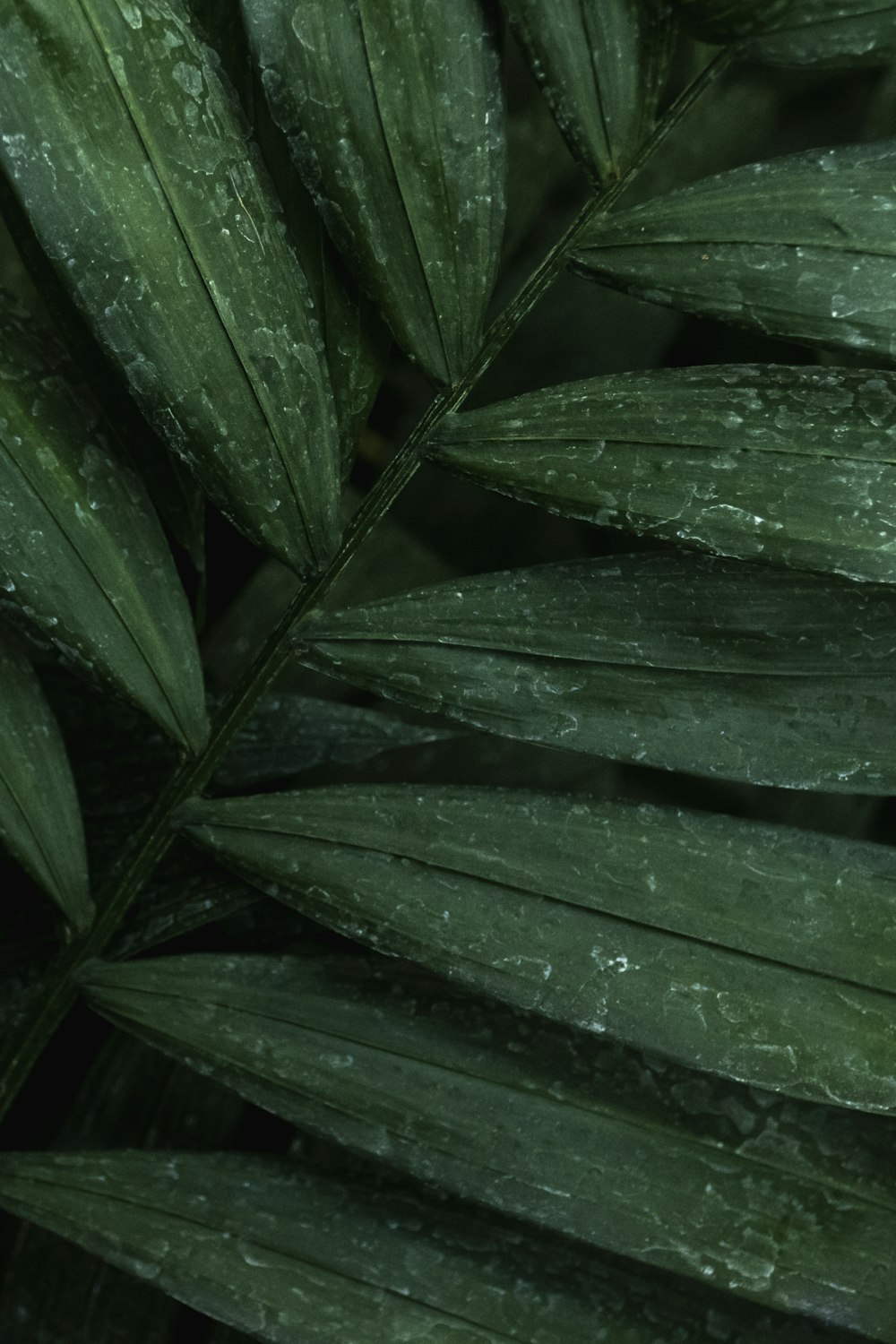 물방울이있는 녹색 잎 식물