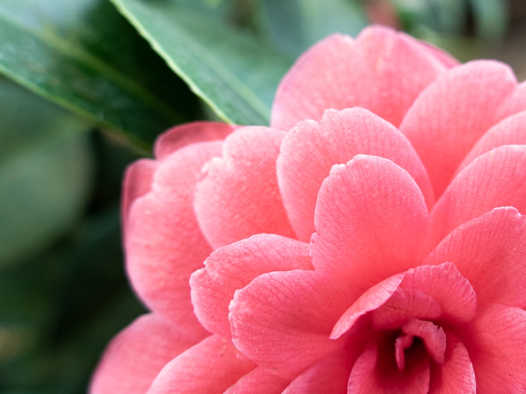 pink flower in macro shot