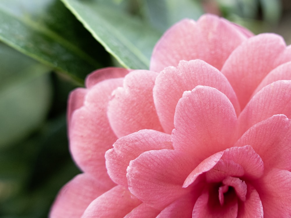 pink flower in macro shot