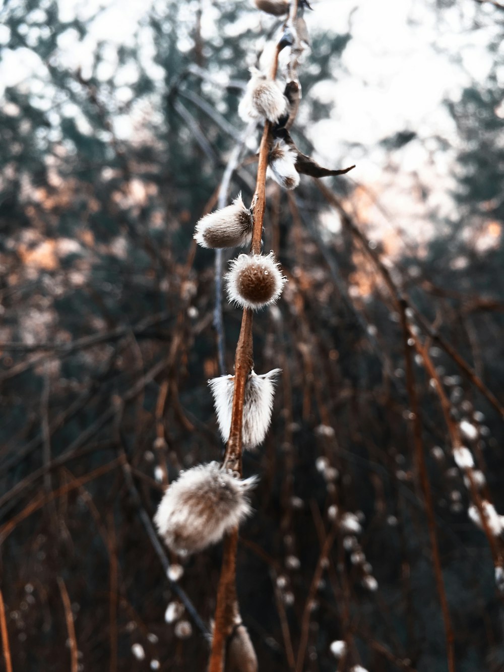 white and brown plant in tilt shift lens