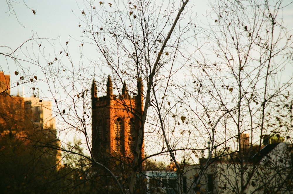 bare tree near brown concrete building during daytime