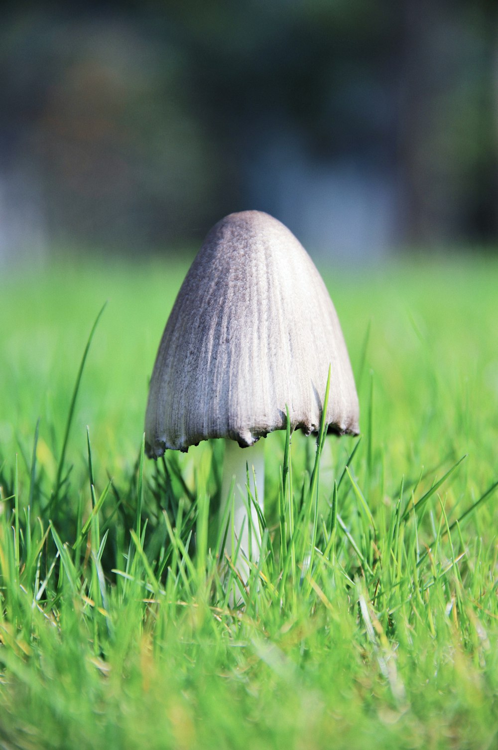 brown mushroom on green grass during daytime