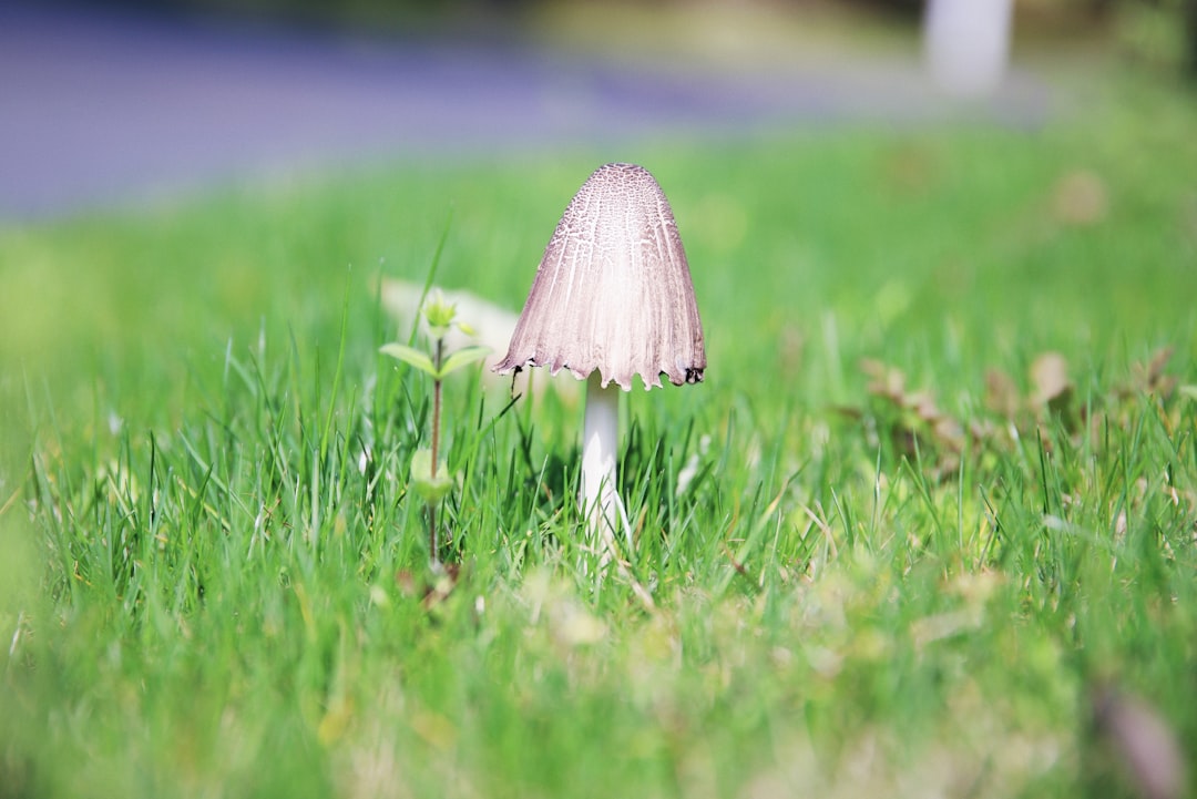 white mushroom on green grass field during daytime