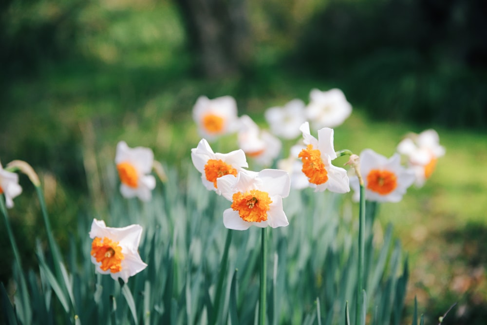 white flowers in tilt shift lens