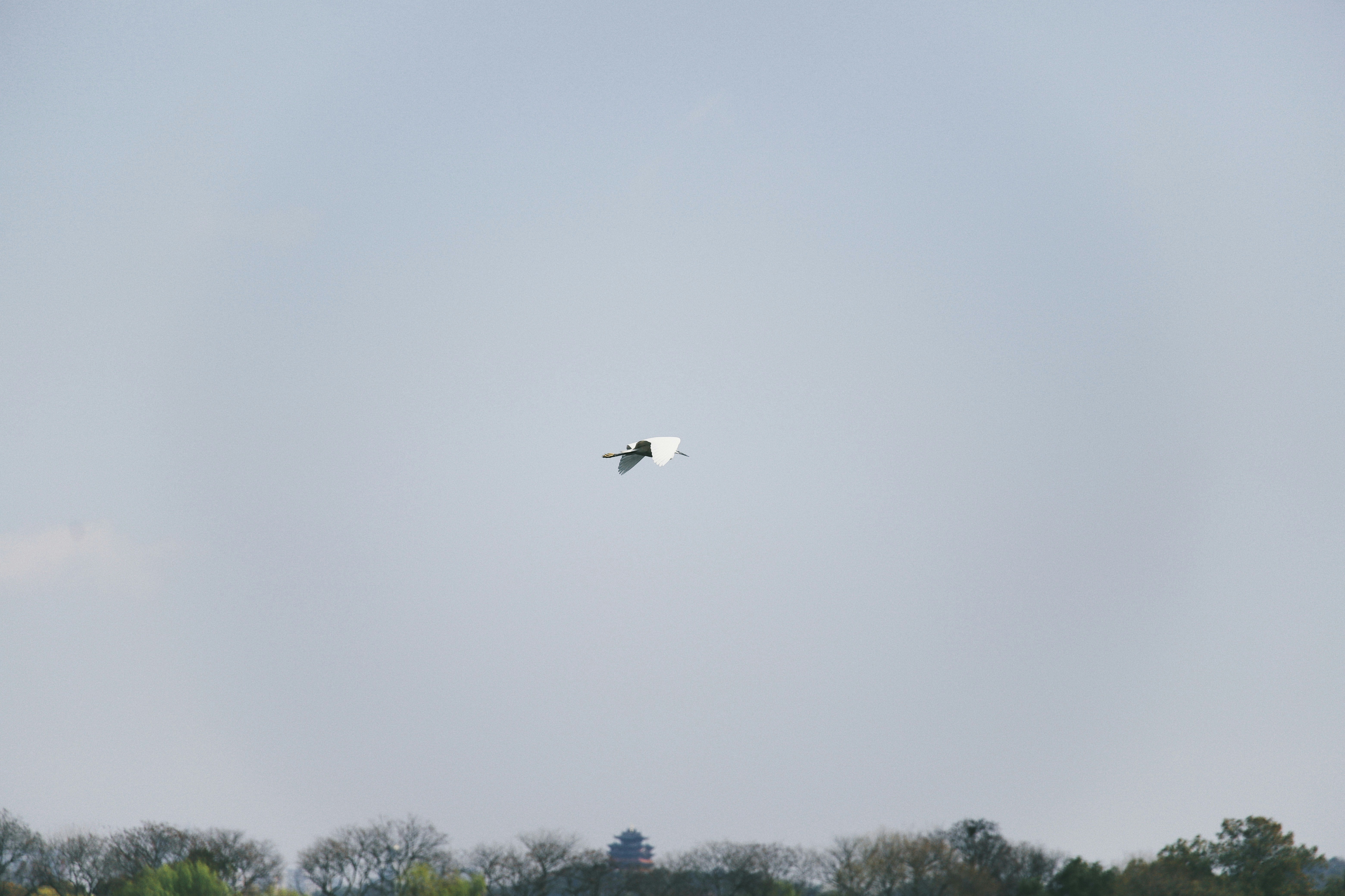 A black bird flying over green trees during the day