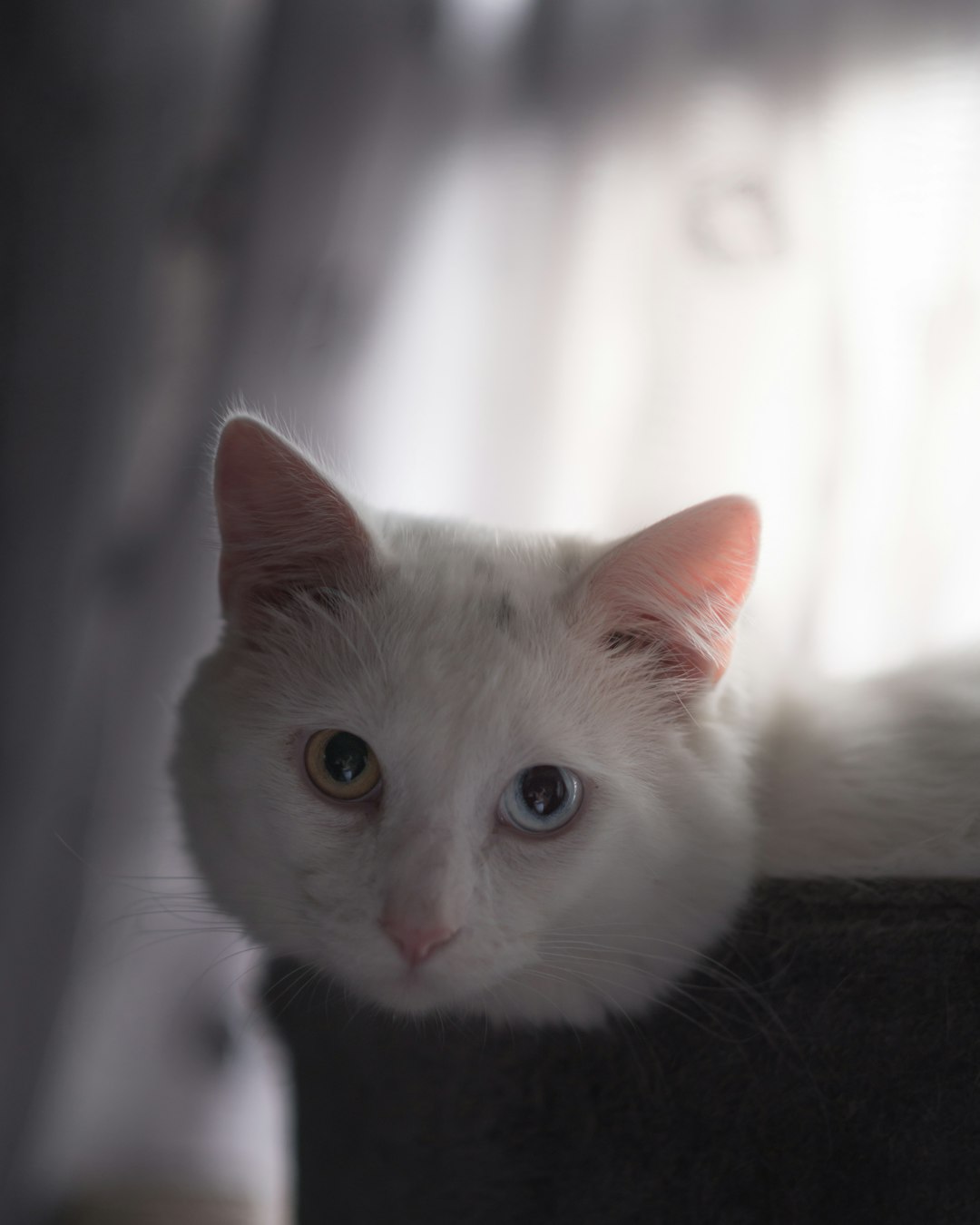 white cat on black textile