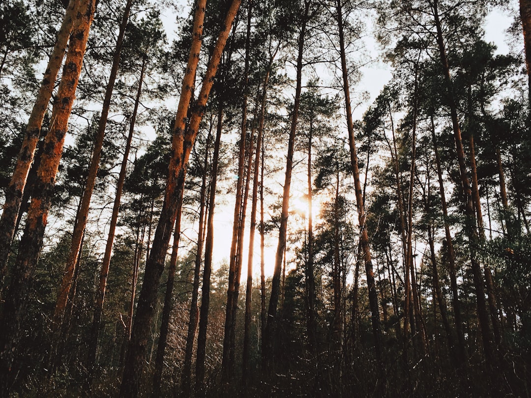 Forest photo spot Belgorod Oblast Russia