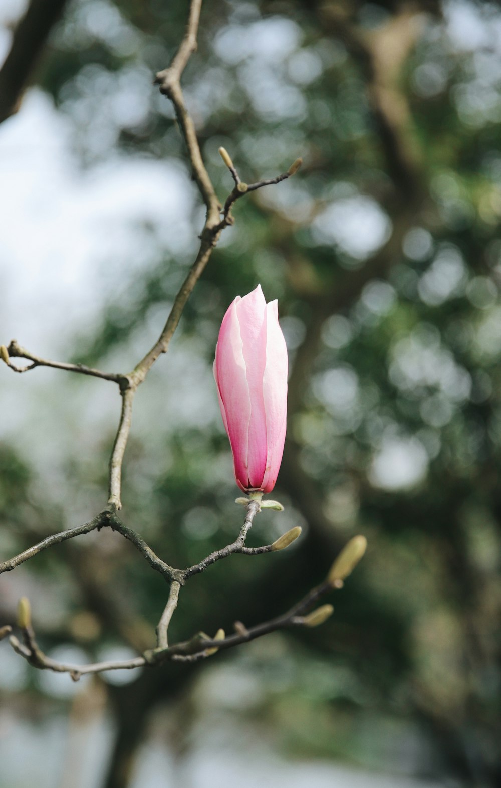 pink flower on brown tree branch during daytime