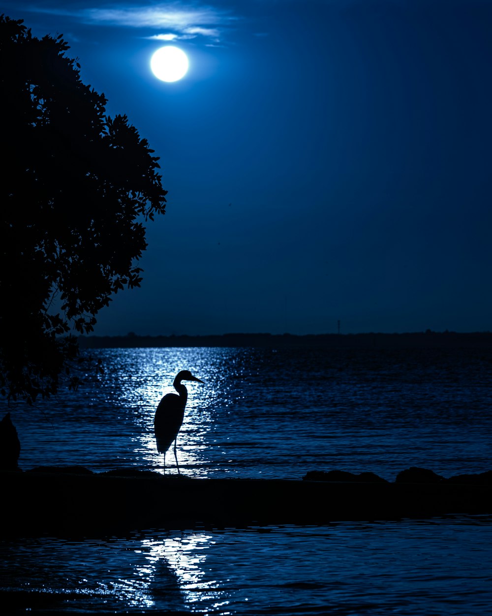 a bird is standing on a rock near the water