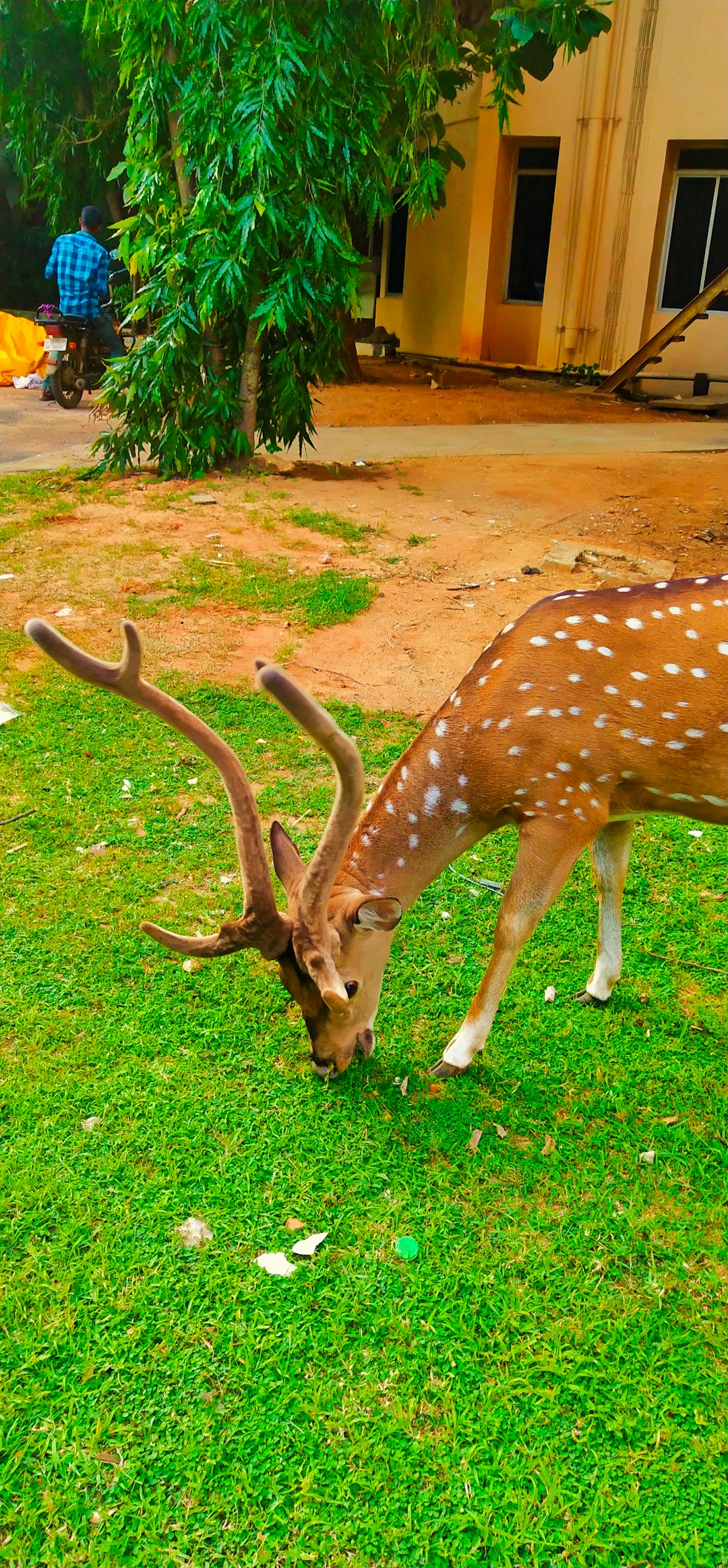 Wildlife photo spot Chennai Vedanthangal