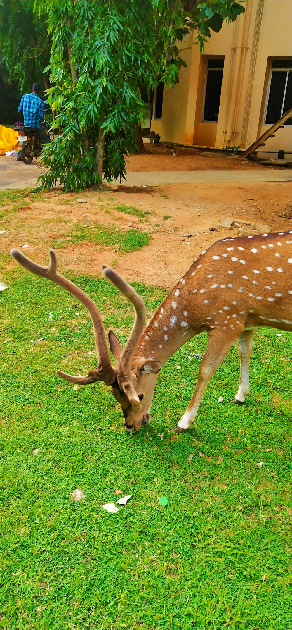 girafe brune et blanche mangeant de l’herbe pendant la journée