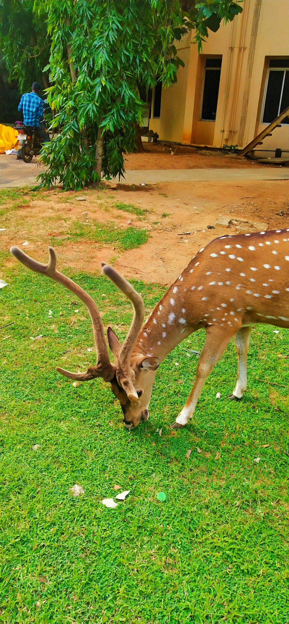 brown and white giraffe eating grass during daytime