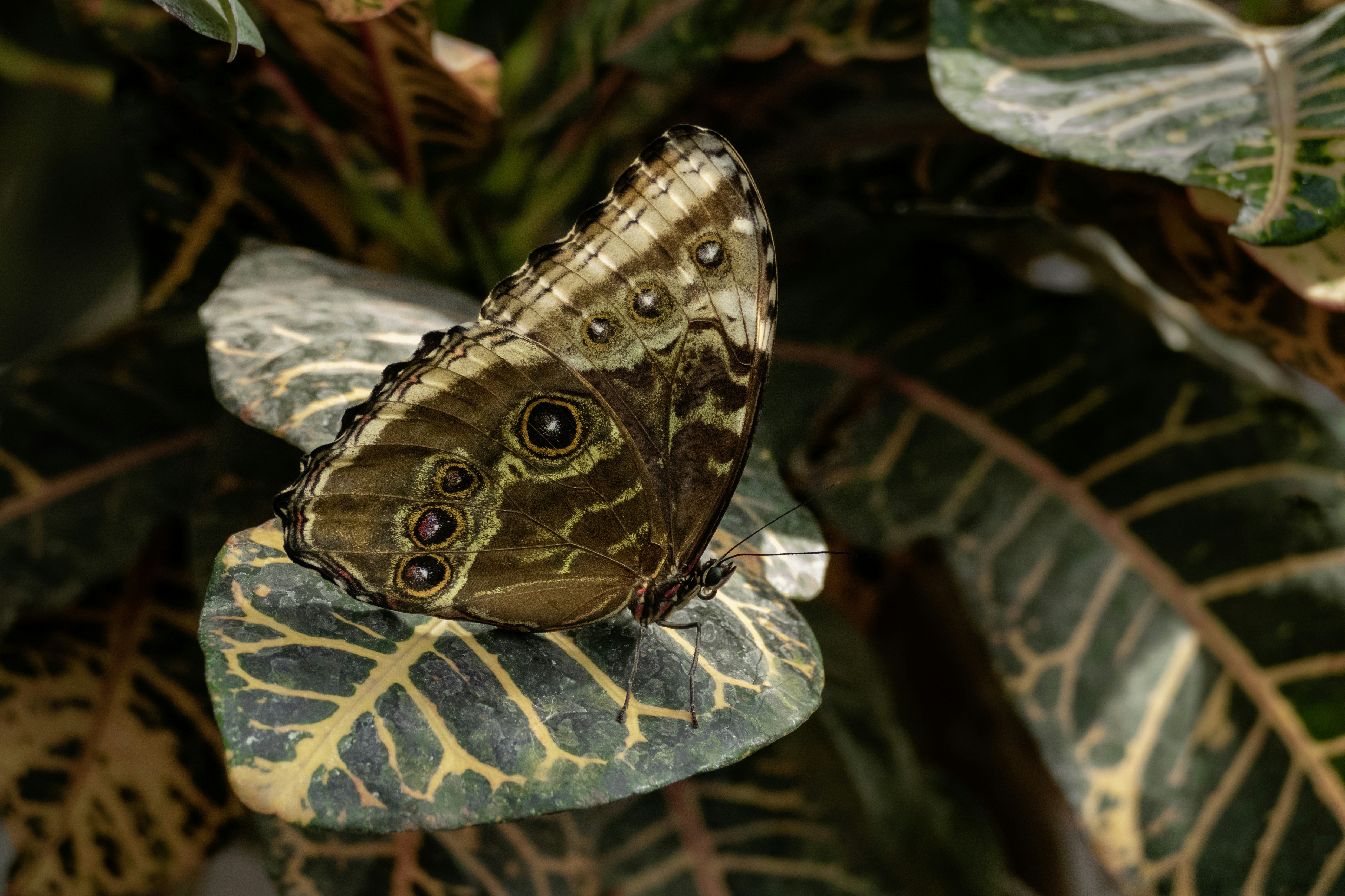 Brauner und blauer Schmetterling auf grünem Blatt