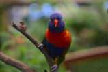 A colorful bird perched on a branch, singing against a blurred natural background.