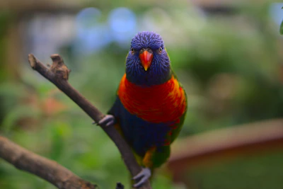 A colorful bird perched on a branch, singing against a blurred natural background.