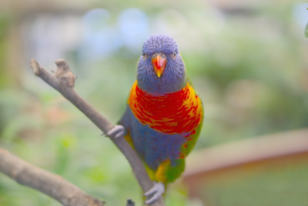 Wildlife photo spot Mariposario del Drago Tenerife