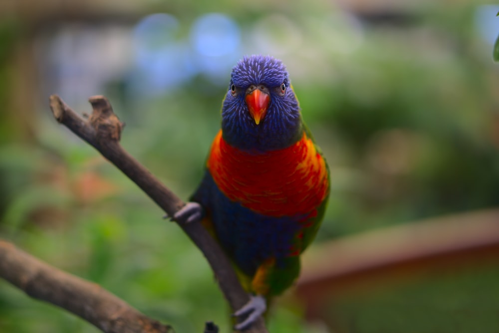 blue red and green bird on brown tree branch