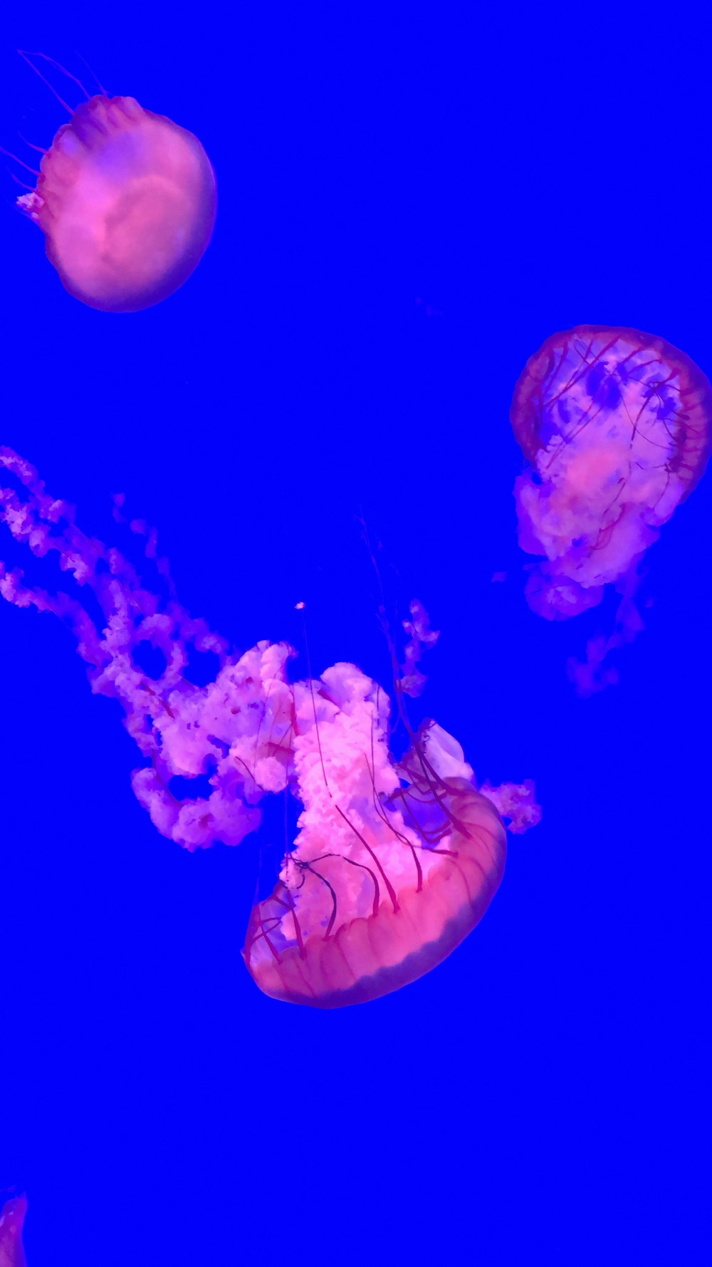 white jellyfish in blue water