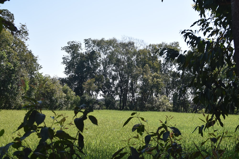 green grass field with green trees during daytime
