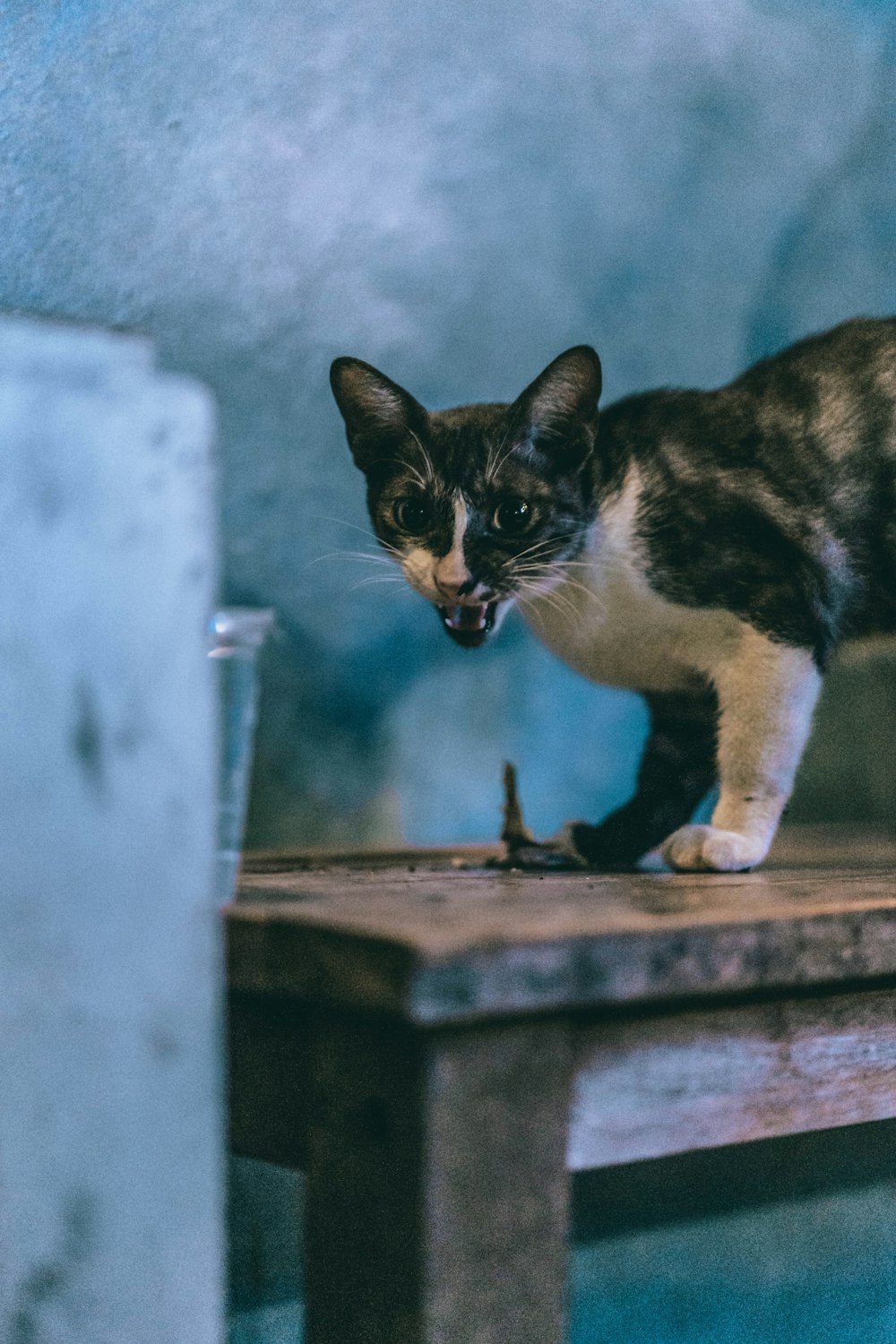 茶色の木製のテーブルに三毛猫