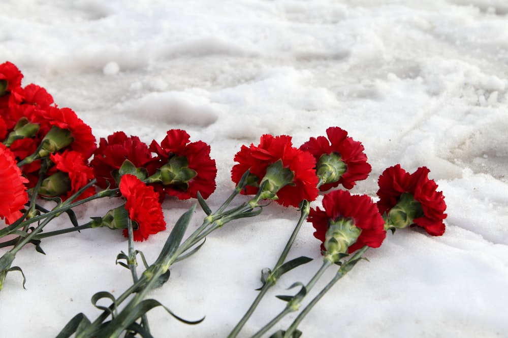 red flowers on snow covered ground