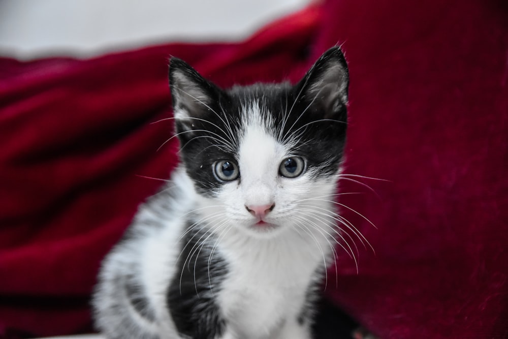 black and white cat on red textile