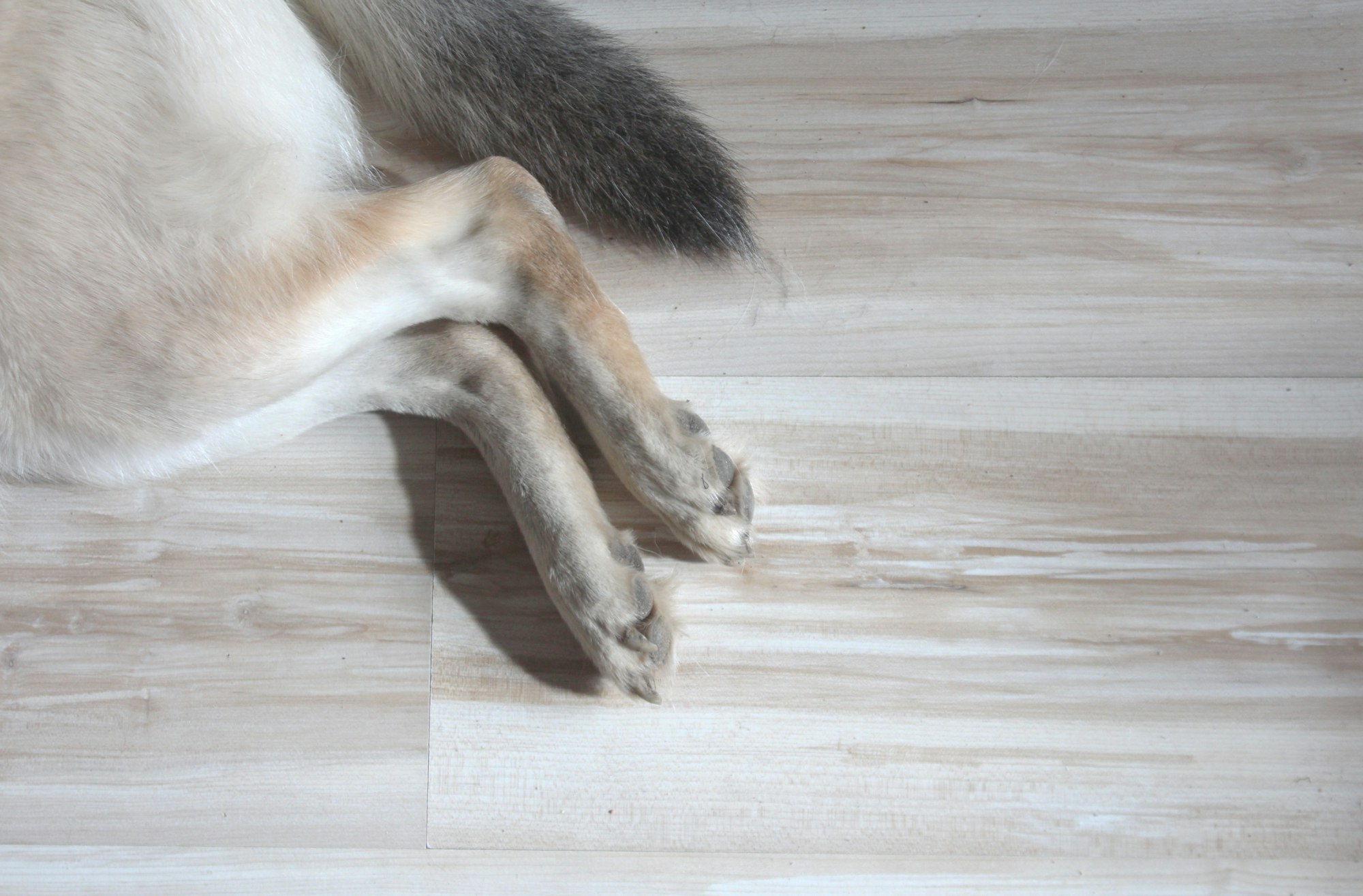 dog paws