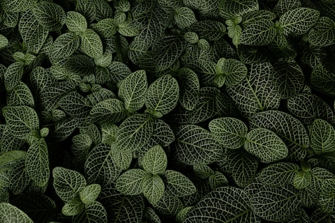 green and white leaf plant