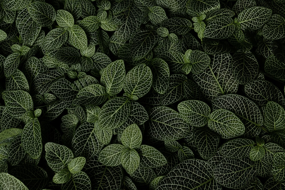 녹색과 흰색 잎 식물