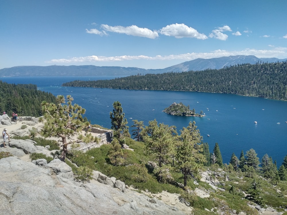 green trees near blue body of water under blue sky during daytime