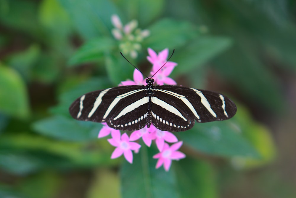 black and white butterfly perched on purple flower in close up photography during daytime