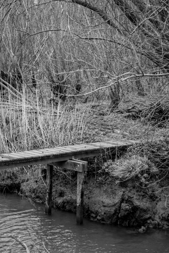 grayscale photo of wooden dock on lake in Ridderkerk Netherlands