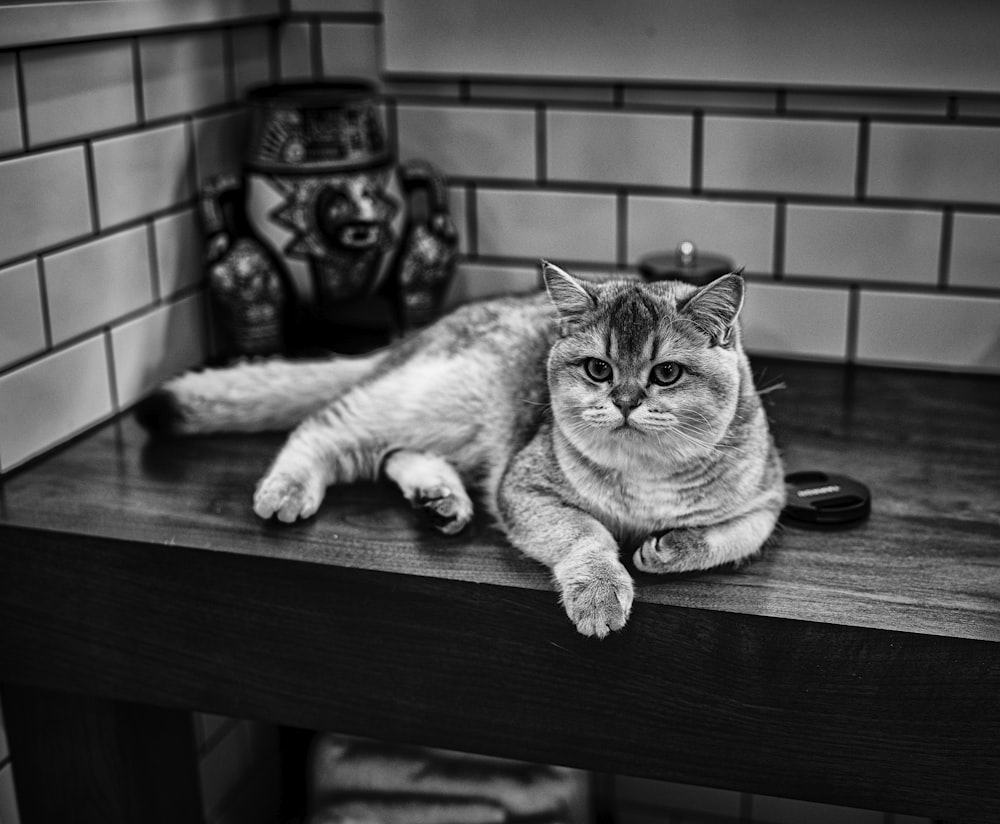grayscale photo of cat on table